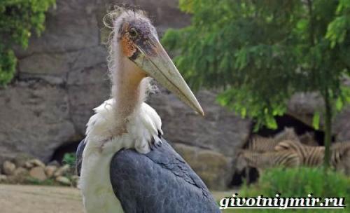 Гнездо аиста на дереве. Аист птица. Образ жизни и среда обитания птицы аист