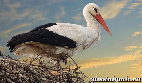 Гнездо аиста на дереве. Аист птица. Образ жизни и среда обитания птицы аист