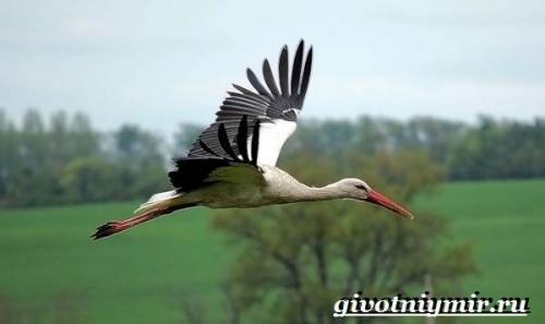 Гнездо аиста на дереве. Аист птица. Образ жизни и среда обитания птицы аист