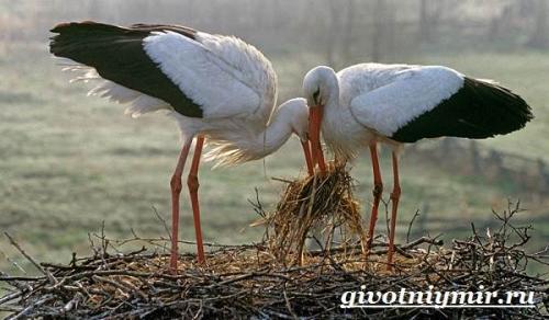 Гнездо аиста на дереве. Аист птица. Образ жизни и среда обитания птицы аист