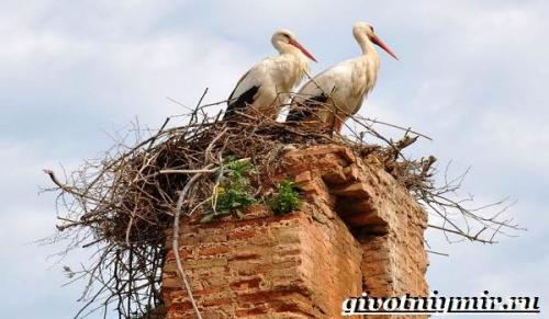 Гнездо аиста на дереве. Аист птица. Образ жизни и среда обитания птицы аист
