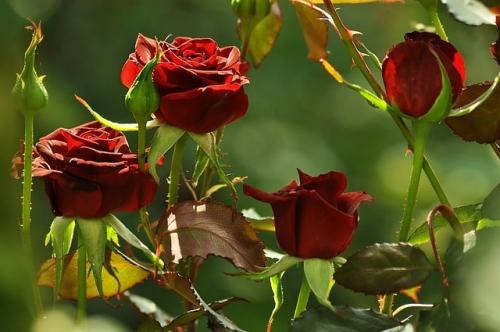 Дизайн розария на дачном участке. Розы в саду: ландшафтный дизайн участка 14 Дизайн розария на дачном участке. Розы в саду: ландшафтный дизайн участка 14