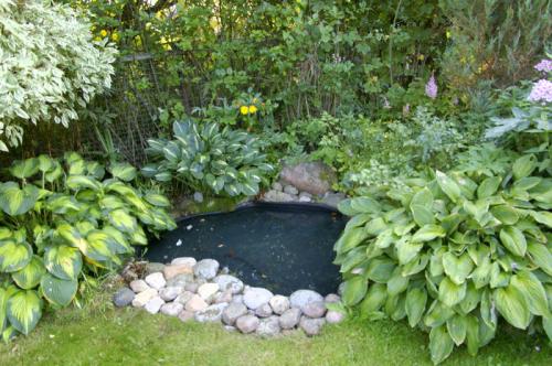 Розарий с хостами. Где посадить хосту?