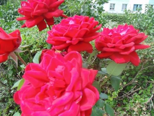 Разбивка розария. Как выбрать место