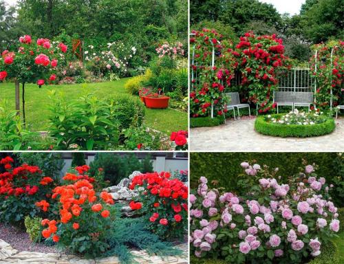 Дизайн розария на дачном участке. Розы в саду: ландшафтный дизайн участка