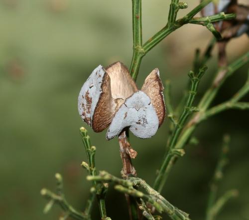 Туя западная доска. Туя, кап (Thuya burl) 02 Туя западная доска. Туя, кап (Thuya burl) 02