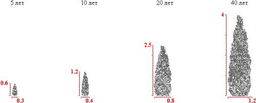 Туя западная thuja occidentalis holmstrup. Особенности растения