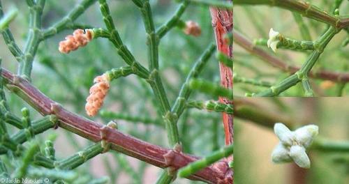 Туя западная доска. Туя, кап (Thuya burl) 01 Туя западная доска. Туя, кап (Thuya burl) 01