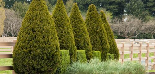 Туя западная микс. Посадка туи в открытый грунт, уход: полив, обрезка, защита от вредителей и болезней, размножение