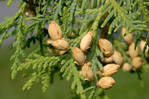 Туя фастигиата. Туя западная — обзор разных сортов, подбор вида, посадка и уход за растением (80 фото)