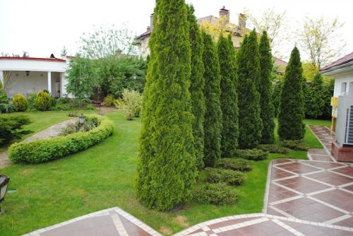 Туя западная мартин. Виды и сорта туи для ландшафтного дизайна