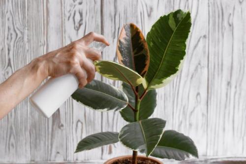 Какие натуральные альтернативы существуют вместо химических средств. Плюсы и минусы народных средств против болезней и вредителей растений