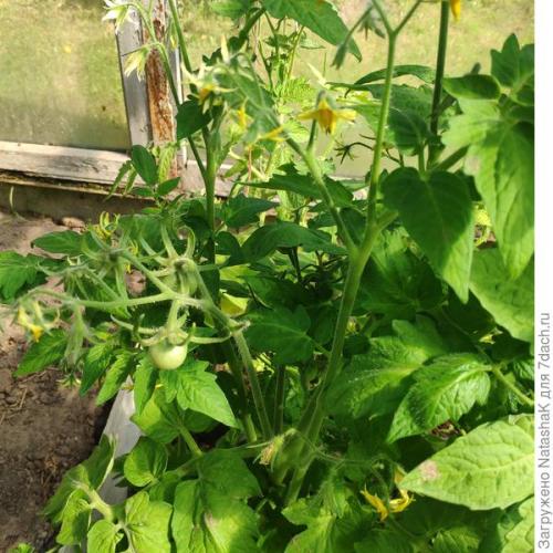 Можно ли использовать волшебный состав на всех видах растений или есть исключения. Нашла рецепт волшебного средства для томатов и перцев. Подскажите, так ли оно волшебно?