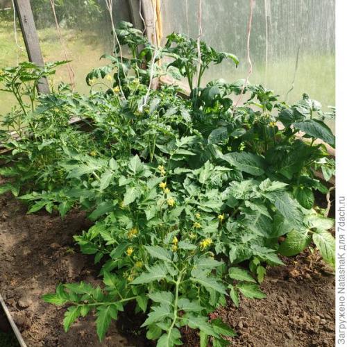 Можно ли использовать волшебный состав на всех видах растений или есть исключения. Нашла рецепт волшебного средства для томатов и перцев. Подскажите, так ли оно волшебно?