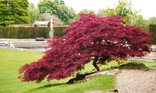 Какие деревья посадить во дворе многоэтажки. Растения для городских условий. Кто самый выносливый?