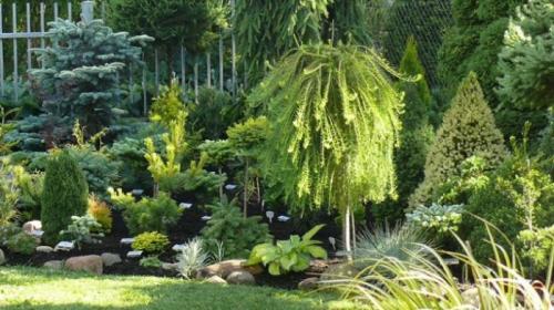 Какие деревья высадить возле дома. Хвойные морозоустойчивые