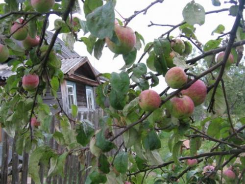 Какие деревья можно сажать во дворе частного дома. Какие деревья можно сажать возле дома