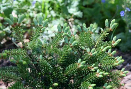 Какие деревья высадить возле дома. Хвойные морозоустойчивые