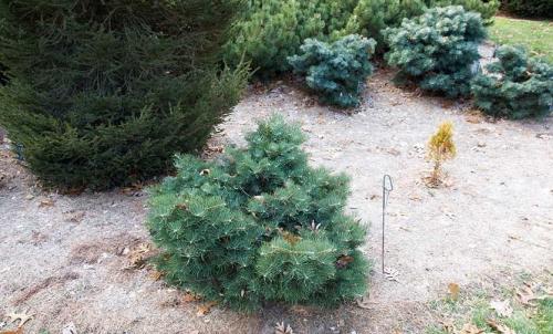 Какие деревья посадить во дворе многоэтажки. Растения для городских условий. Кто самый выносливый?