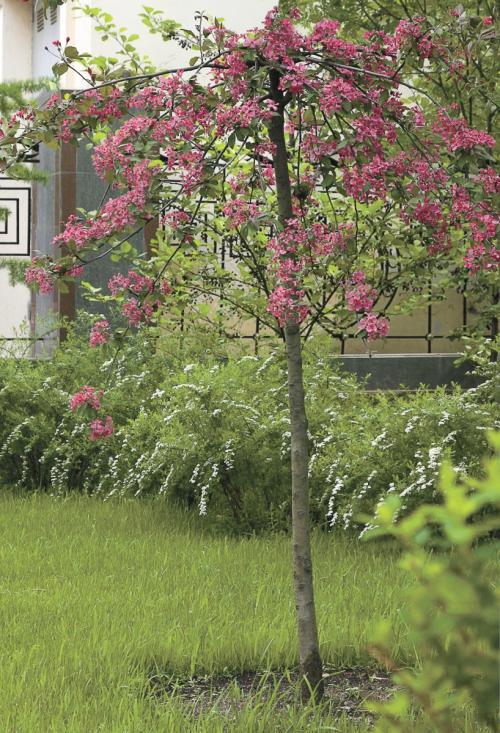 Какие деревья можно сажать возле дома на участке. Деревья возле дома — виды которые можно и нельзя сажать. 100 фото лучших вариантов для посадки