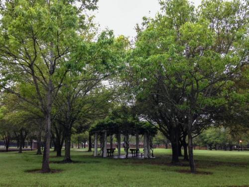 Какие деревья можно сажать возле дома на участке. Деревья возле дома — виды которые можно и нельзя сажать. 100 фото лучших вариантов для посадки