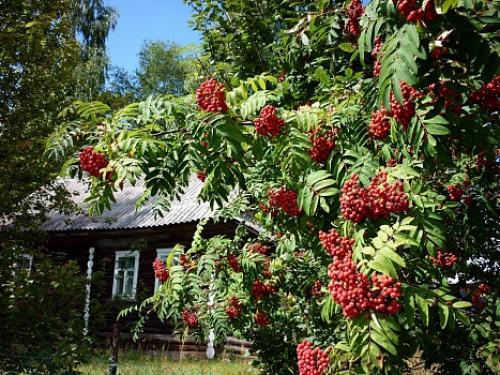 Какие деревья можно сажать возле дома по Фен-Шуй. Деревья возле дома по Фен-Шуй