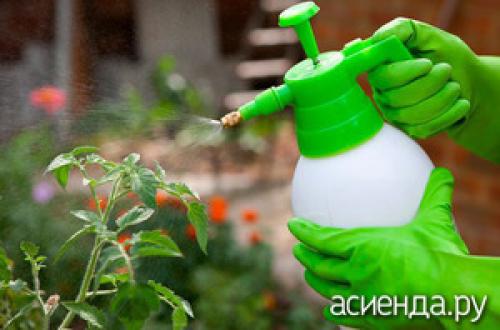 Можно ли использовать уксус для борьбы с вредителями на растениях. Уксус против тли: как правильно использовать?