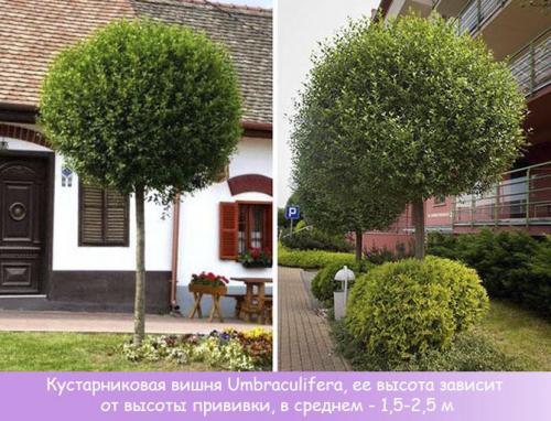 Какие деревья можно сажать во дворе. С точки зрения ландшафтного дизайна