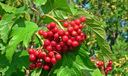 Можно ли возле дома сажать Березу. Почему НЕЛЬЗЯ возле дома сажать дуб или Березу? Узнайте старую примету! 13 Можно ли возле дома сажать Березу. Почему НЕЛЬЗЯ возле дома сажать дуб или Березу? Узнайте старую примету! 13