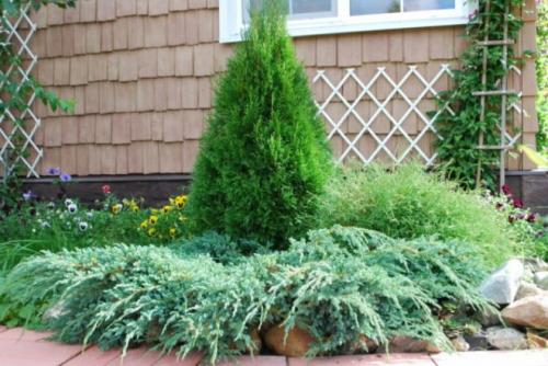 Какие деревья можно сажать во дворе частного дома. Какие деревья можно сажать возле дома