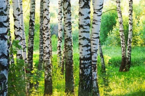 Приметы про Березу