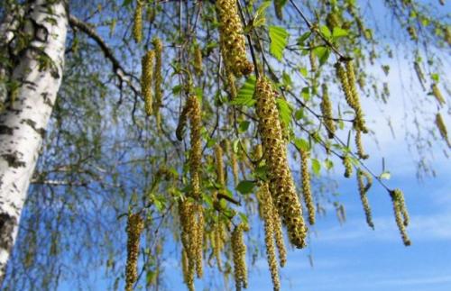 Можно ли сажать Березу во дворе приметы. Почему нельзя сажать Березу возле дома: народные приметы и поверья