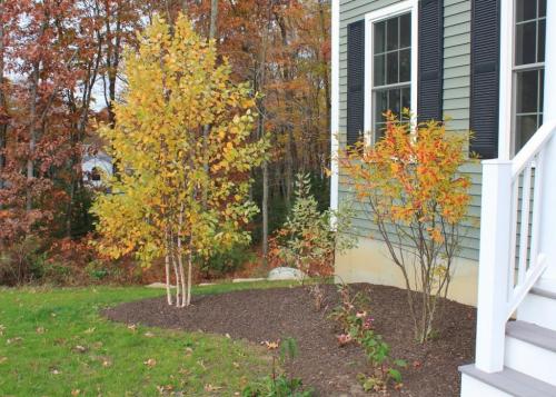 Можно ли возле дома сажать Березу. Почему НЕЛЬЗЯ возле дома сажать дуб или Березу? Узнайте старую примету! 02 Можно ли возле дома сажать Березу. Почему НЕЛЬЗЯ возле дома сажать дуб или Березу? Узнайте старую примету! 02