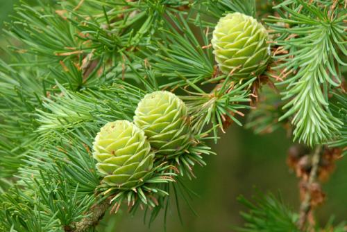 Можно ли возле дома сажать Березу. Почему НЕЛЬЗЯ возле дома сажать дуб или Березу? Узнайте старую примету! 10 Можно ли возле дома сажать Березу. Почему НЕЛЬЗЯ возле дома сажать дуб или Березу? Узнайте старую примету! 10