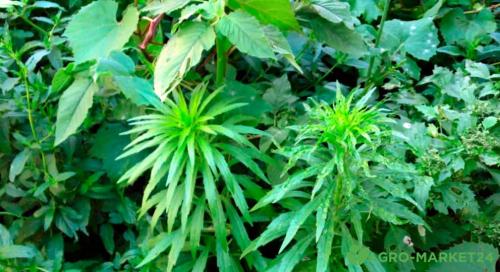 Эффективные способы борьбы с сорняками: как избавиться навсегда 06 Эффективные способы борьбы с сорняками: как избавиться навсегда 06