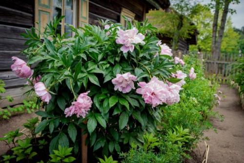 Какие деревья можно сажать возле фундамента. Почему крупные декоративные растения — не лучший вариант?