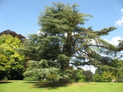 Посадка деревьев возле дома. Посадка плодовых деревьев возле дома 03