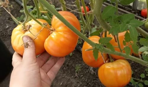 Каковы преимущества использования 1 ложки на ведро воды по сравнению с большими дозами. Одну ложку на ведро воды и земля, как новая: почва плодородная, а в плодах нет ни капли нитратов