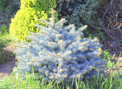 Какие деревья посадить возле дома. Фото, названия и описание красивых декоративных деревьев для сада