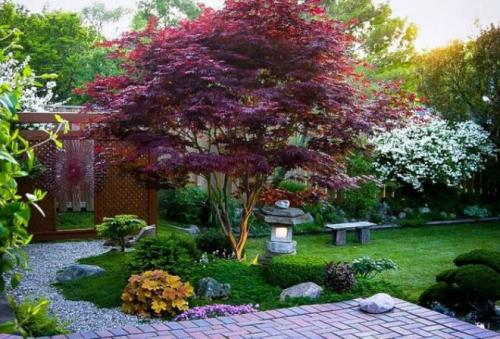 Какие деревья можно сажать во дворе частного дома. Какие деревья можно сажать возле дома