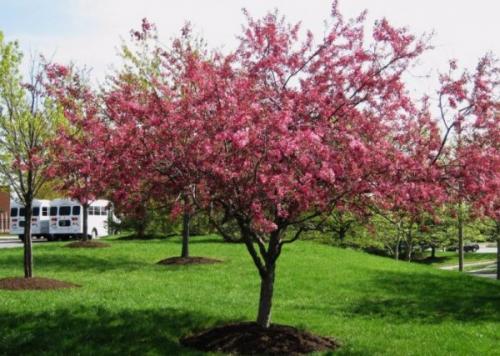 Какие деревья посадить возле дома. Фото, названия и описание красивых декоративных деревьев для сада