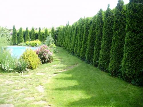 Быстрорастущие деревья для подмосковья. Живая изгородь в Подмосковье, из чего ее лучше сделать: лучшие быстрорастущие растения и кустарники