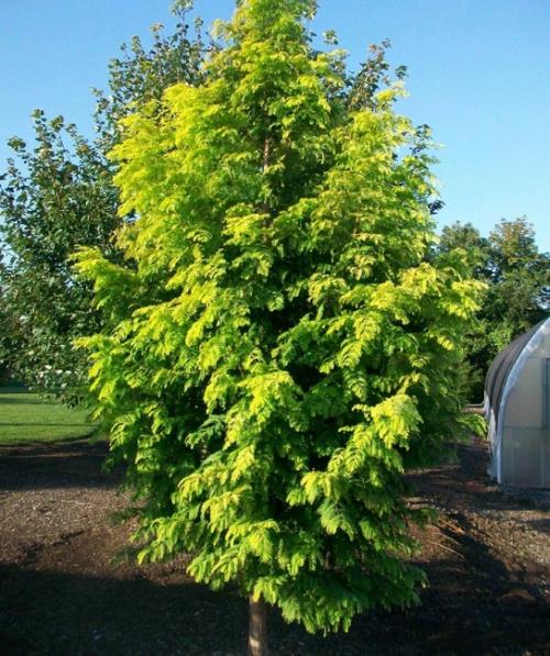 Быстрорастущие деревья для вырубки. Быстрорастущие деревья для дачи