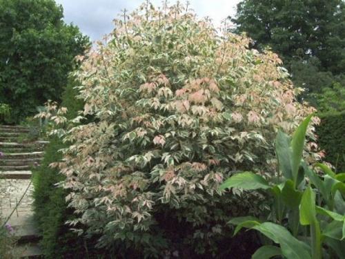 Быстрорастущие деревья для вырубки. Быстрорастущие деревья для дачи