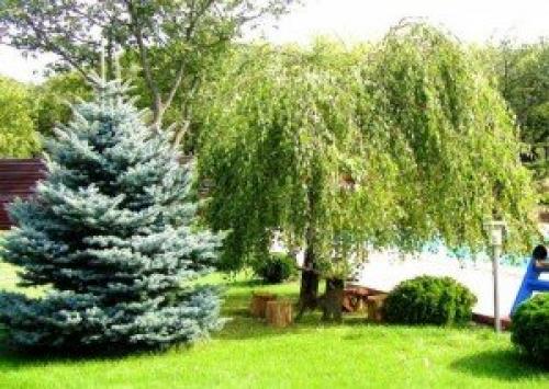 Какие быстрорастущие деревья помогут закрыть соседский дом. Слева забор, справа забор 18 Какие быстрорастущие деревья помогут закрыть соседский дом. Слева забор, справа забор 18