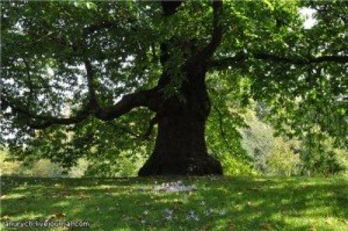 Какие быстрорастущие деревья помогут закрыть соседский дом. Слева забор, справа забор 17 Какие быстрорастущие деревья помогут закрыть соседский дом. Слева забор, справа забор 17