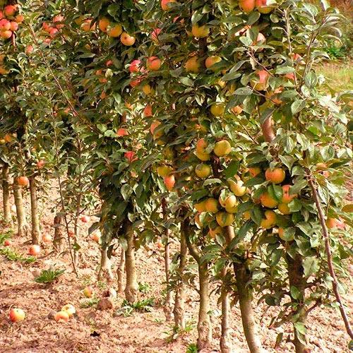 Как правильно садить деревья. Как правильно посадить деревья? 01