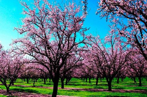 Как правильно садить деревья. Как правильно посадить деревья? 02