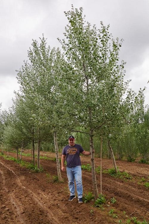 Быстрорастущие деревья для вырубки. Быстрорастущие деревья для дачи