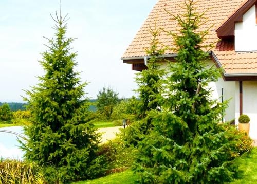 Быстрорастущие деревья для вырубки. Быстрорастущие деревья для дачи